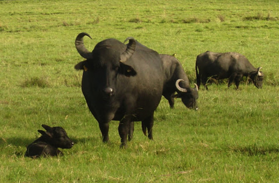 Buffalo Brasil